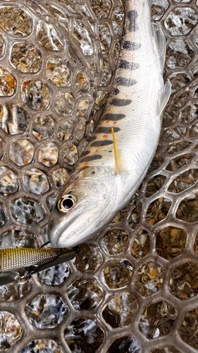 アマゴの釣果