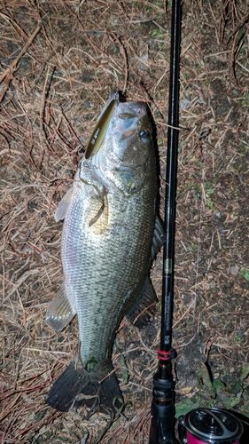ラージマウスバスの釣果
