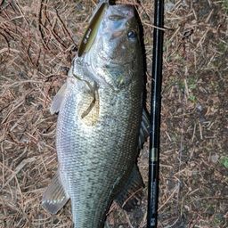 ラージマウスバス