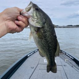 ラージマウスバス