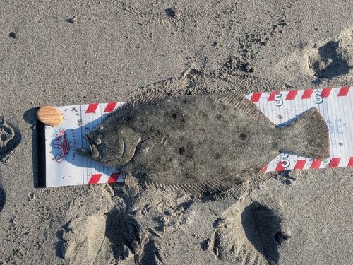 ヒラメの釣果