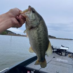 ラージマウスバス