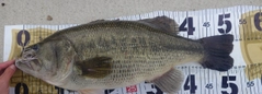 ラージマウスバスの釣果