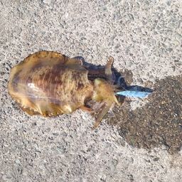 アオリイカ