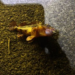 カサゴ