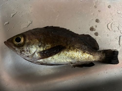 クロメバルの釣果