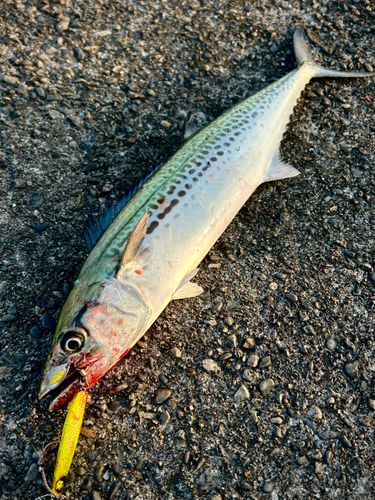 サゴシの釣果