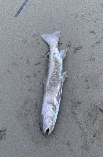 アメマスの釣果