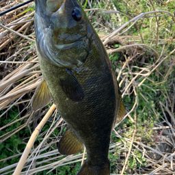 スモールマウスバス