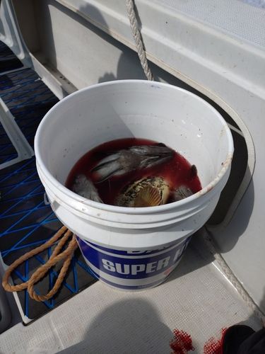 クロソイの釣果