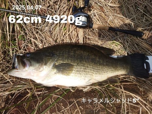 ブラックバス
