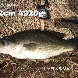 ブラックバス