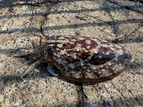 コウイカの釣果