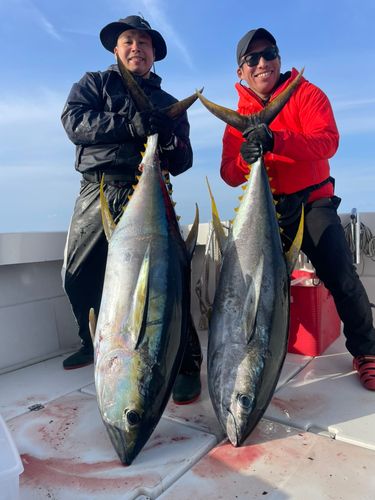 キハダマグロの釣果