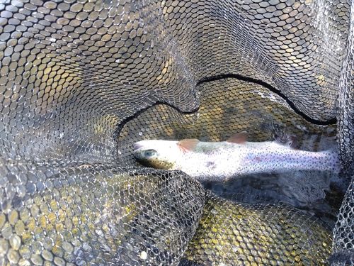 ニジマスの釣果