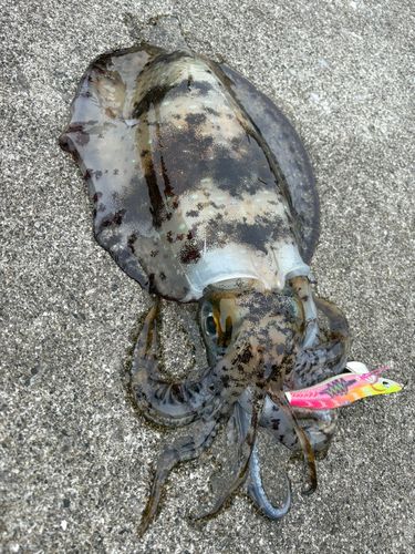 アオリイカの釣果