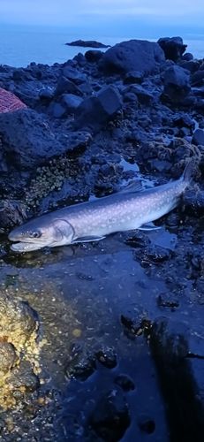アメマスの釣果