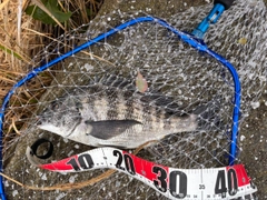 クロダイの釣果