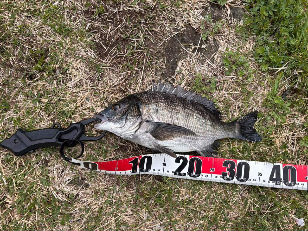 DAIWA 20セブンハーフ 76MBの最安値・インプレ・釣果 | 本音の