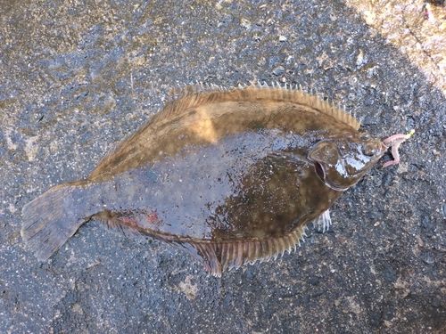 マコガレイの釣果