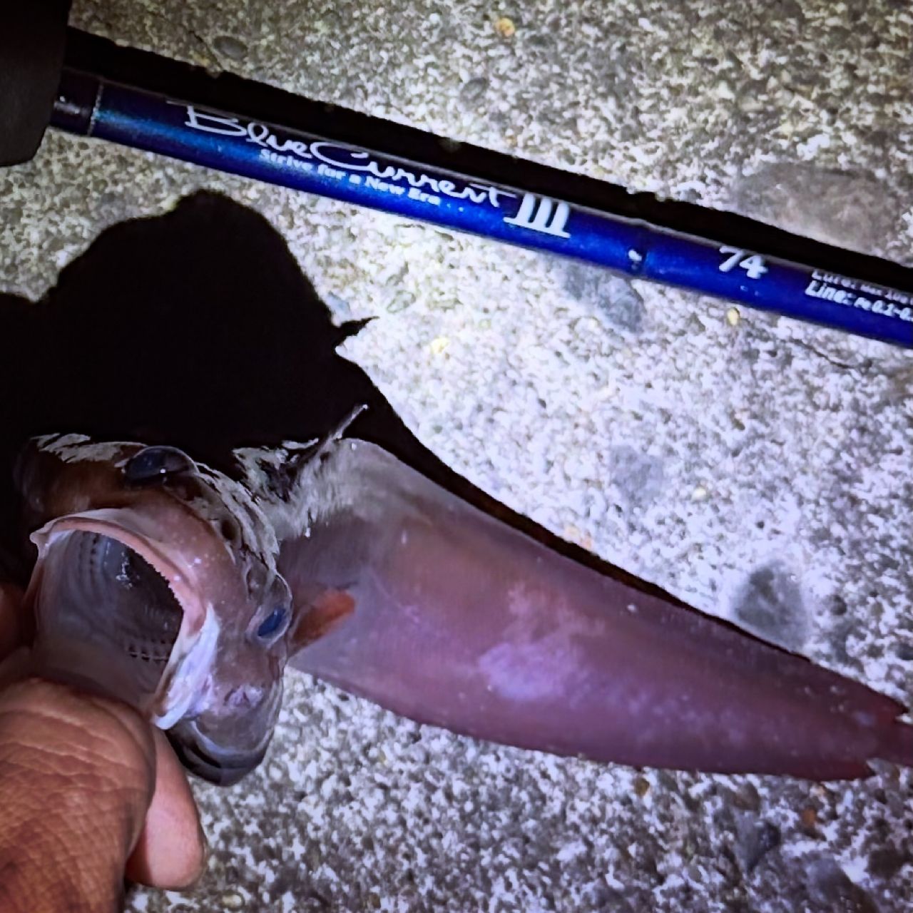 エゾイソアイナメ