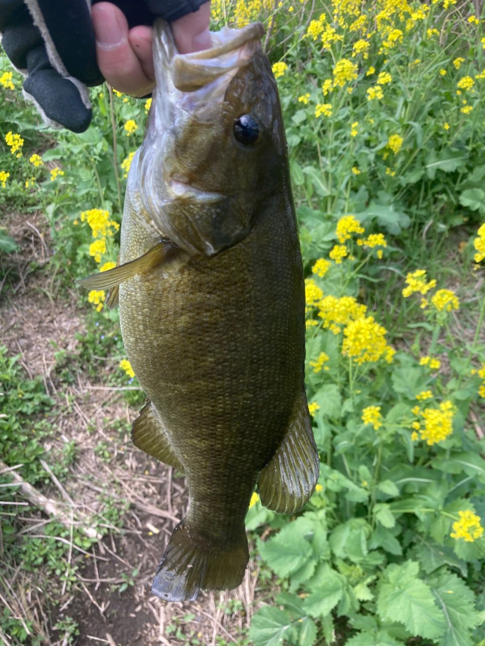 スモールマウスバス