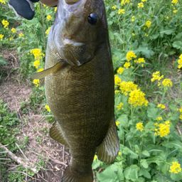 スモールマウスバス