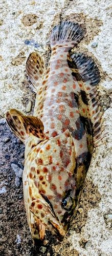 チャイロマルハタの釣果
