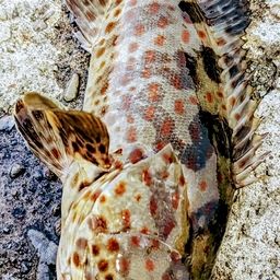 チャイロマルハタ