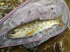 ヤマメの釣果