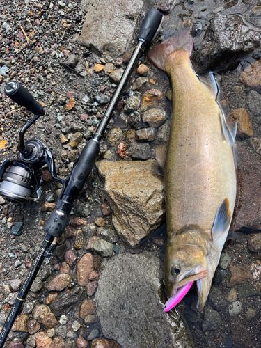 レインボートラウトの釣果