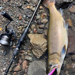 レインボートラウト