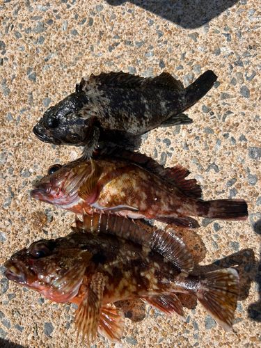 アラカブの釣果