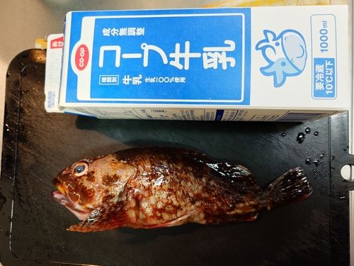 カサゴの釣果
