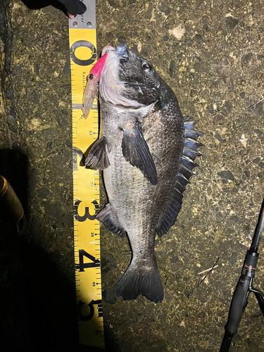 クロダイの釣果