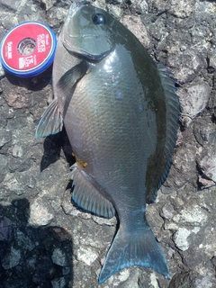 メジナの釣果