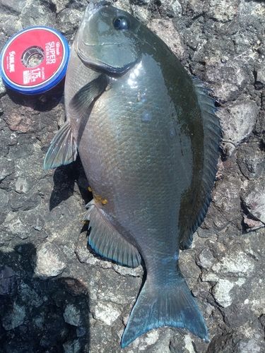 メジナの釣果