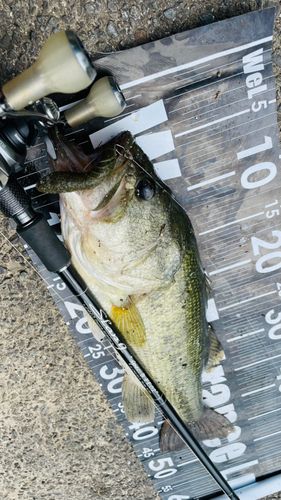 ブラックバスの釣果