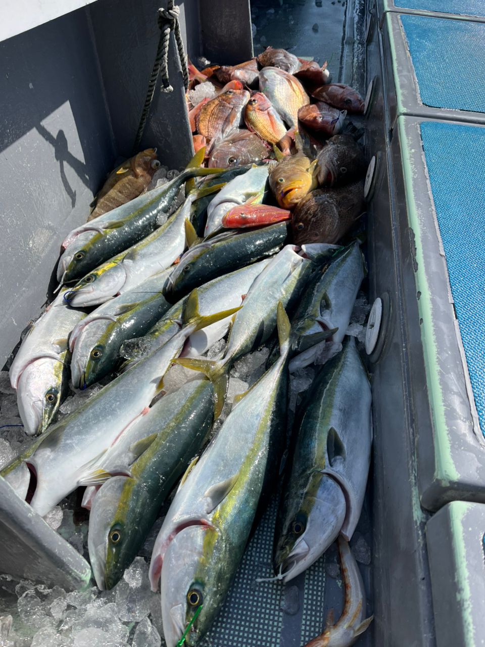 アングラー74185256さんの釣果 3枚目の画像