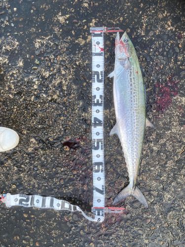 サワラの釣果