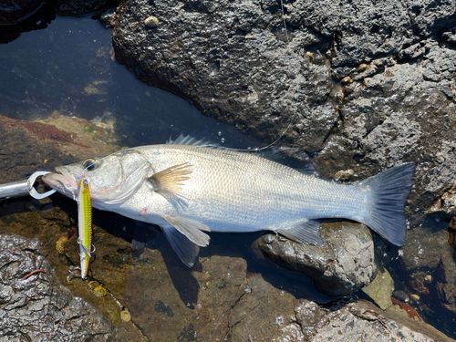 ヒラスズキの釣果
