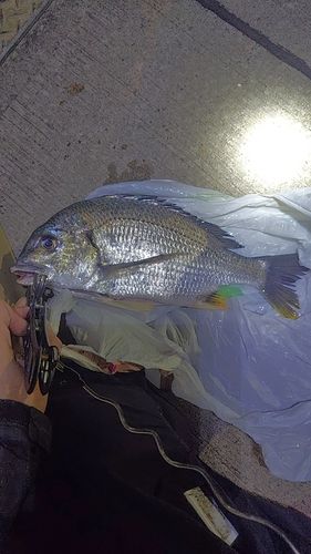 キビレの釣果