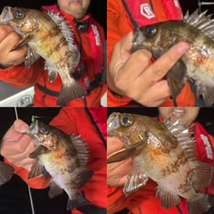 メバルの釣果