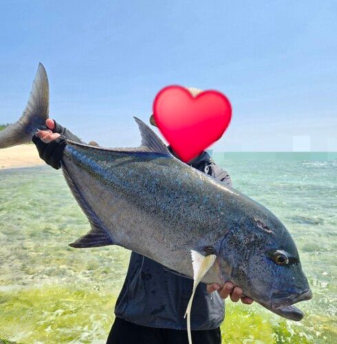 カスミアジの釣果