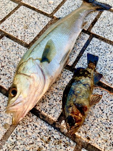 メバルの釣果