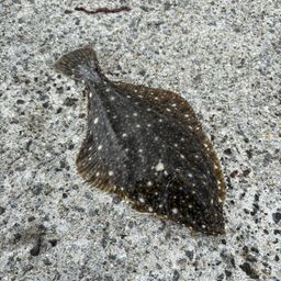 イシモチ