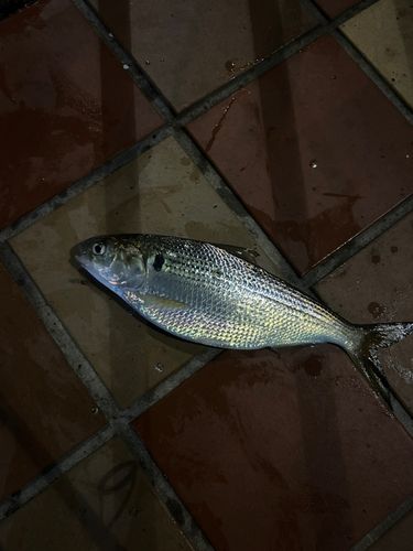コノシロの釣果
