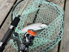 ニジマスの釣果