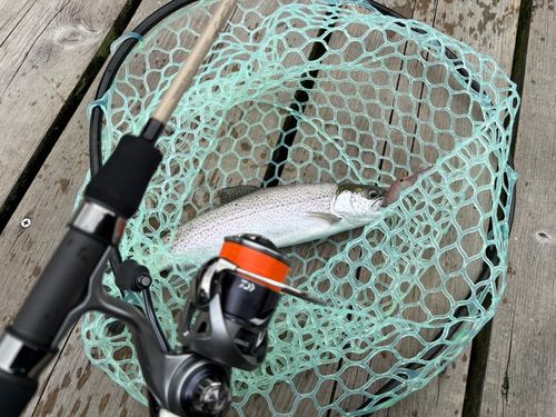 ニジマスの釣果