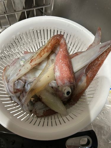 ヤリイカの釣果